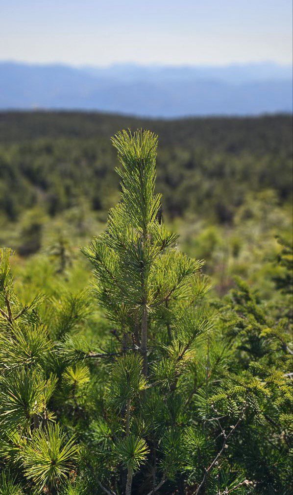 IMAGE 2025-10-09 121221.jpg